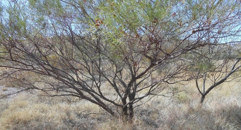Acacia trachycarpa photo 2