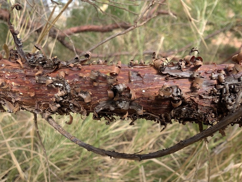Acacia trachycarpa photo 3