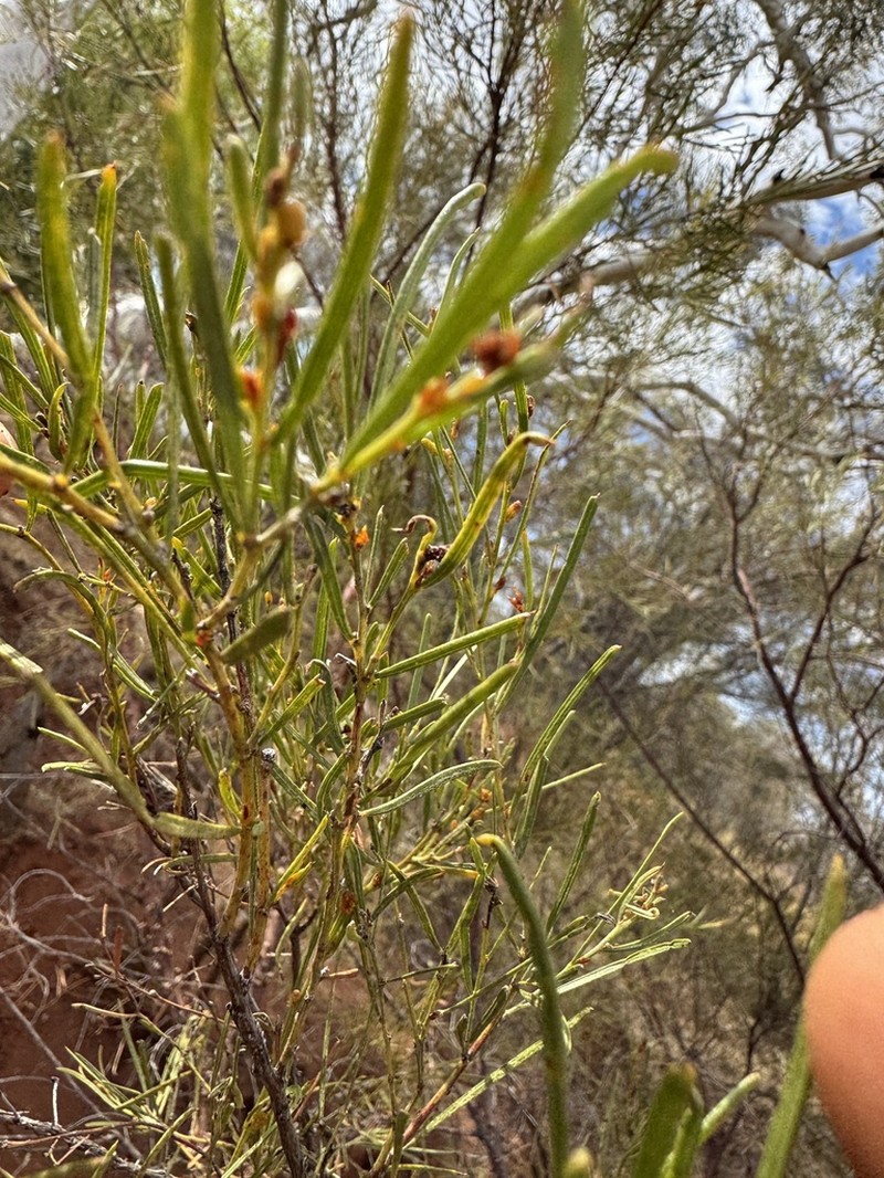 Acacia trachycarpa photo 4