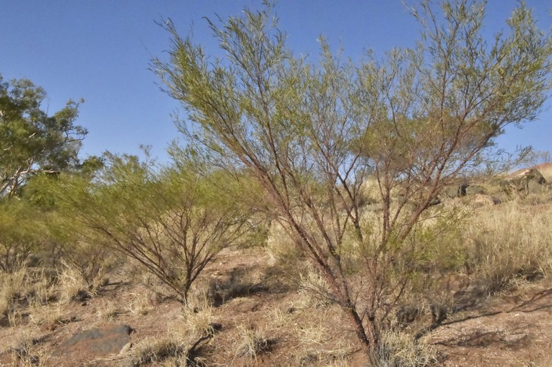 Acacia trachycarpa photo 5
