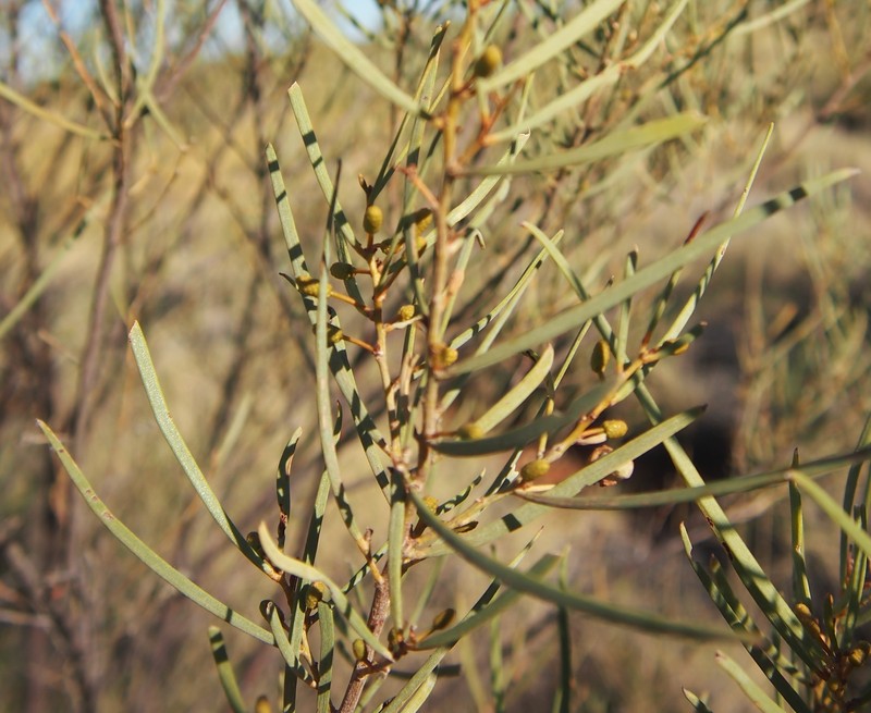 Acacia trachycarpa photo 6