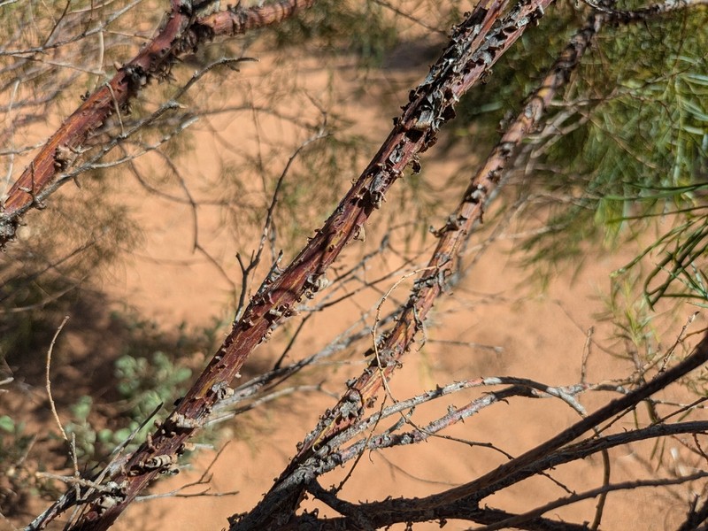 Acacia trachycarpa photo 8