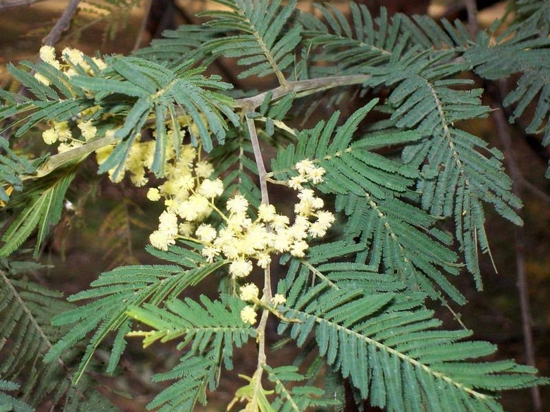 Acacia trachyphloia