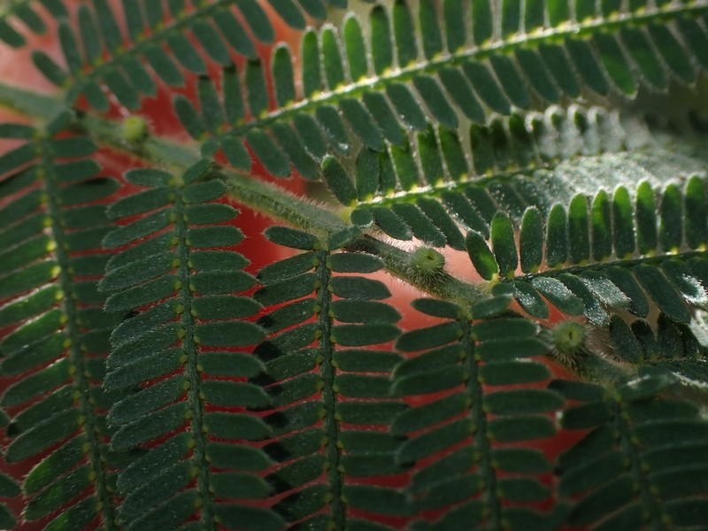 Acacia trachyphloia photo 2