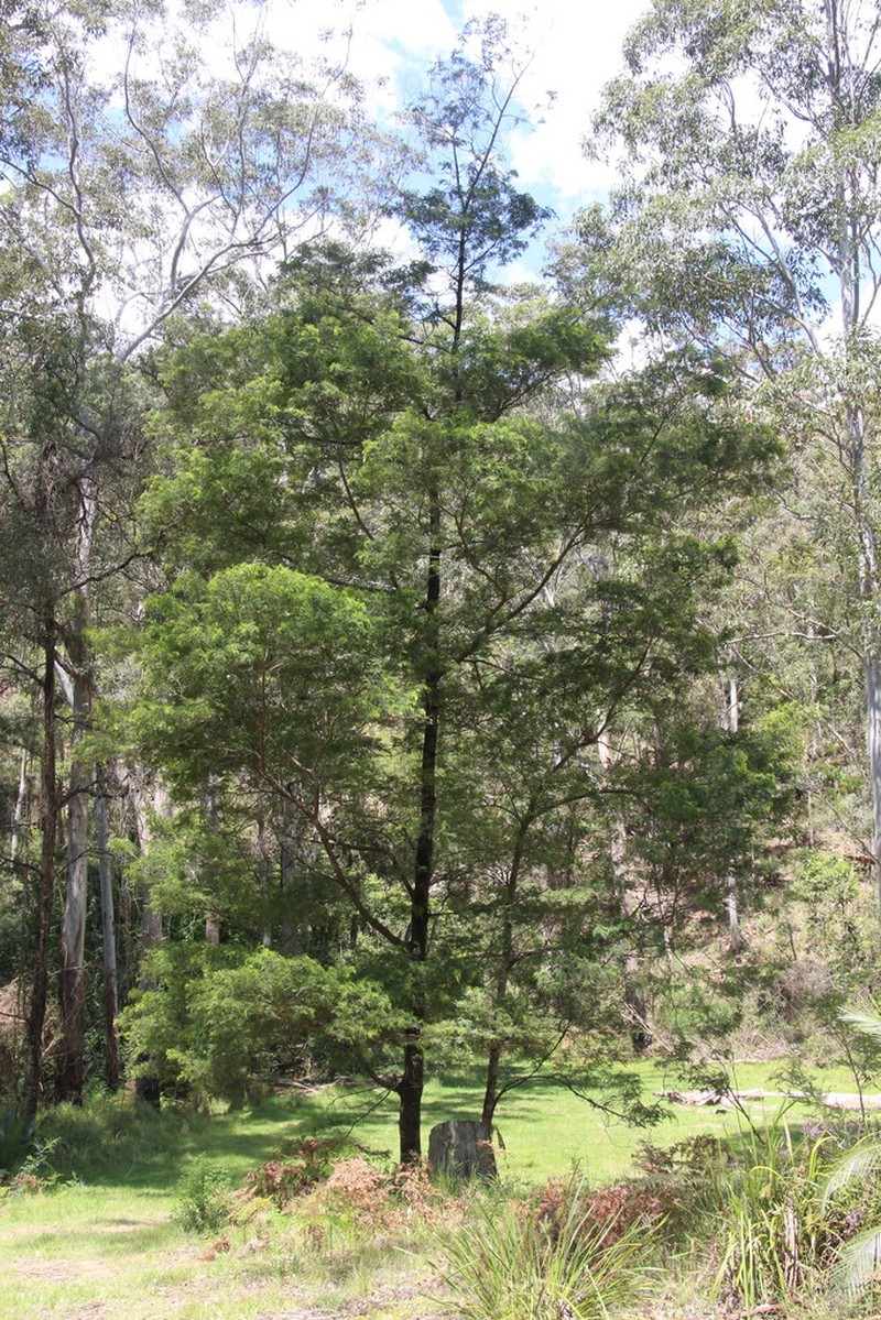 Acacia trachyphloia photo 3