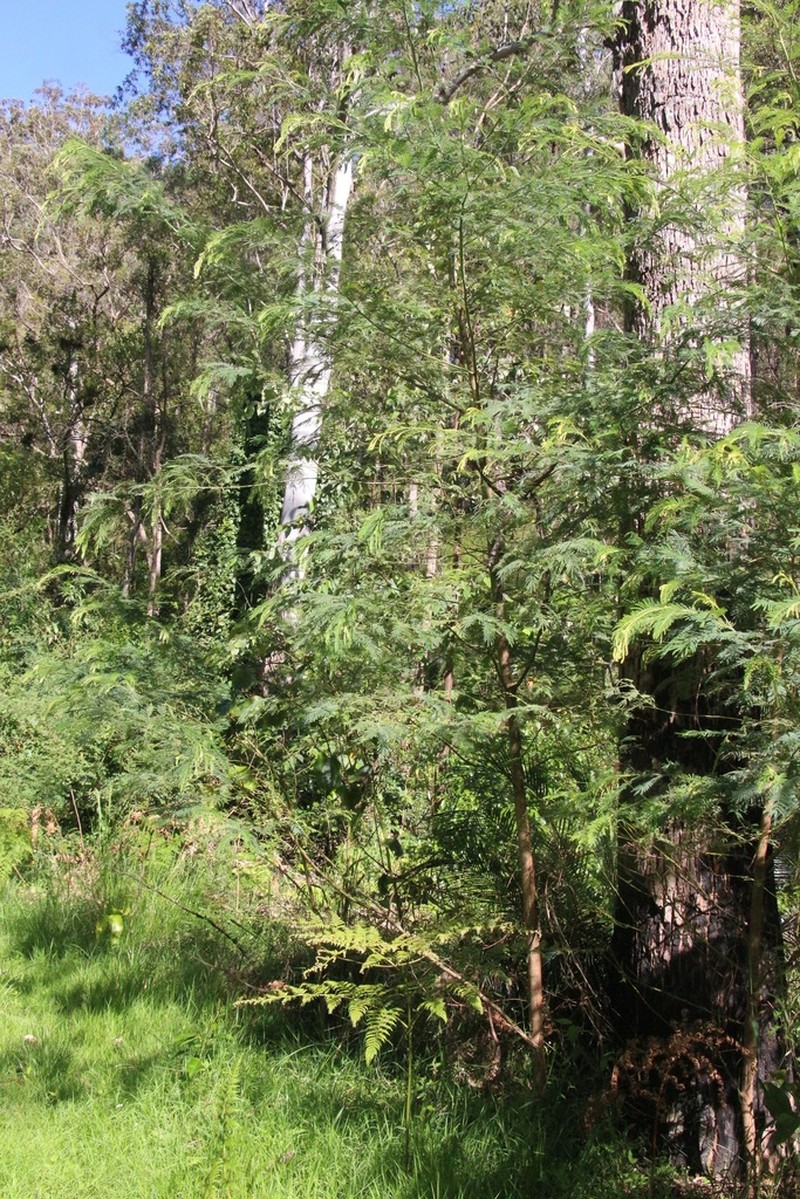 Acacia trachyphloia photo 4