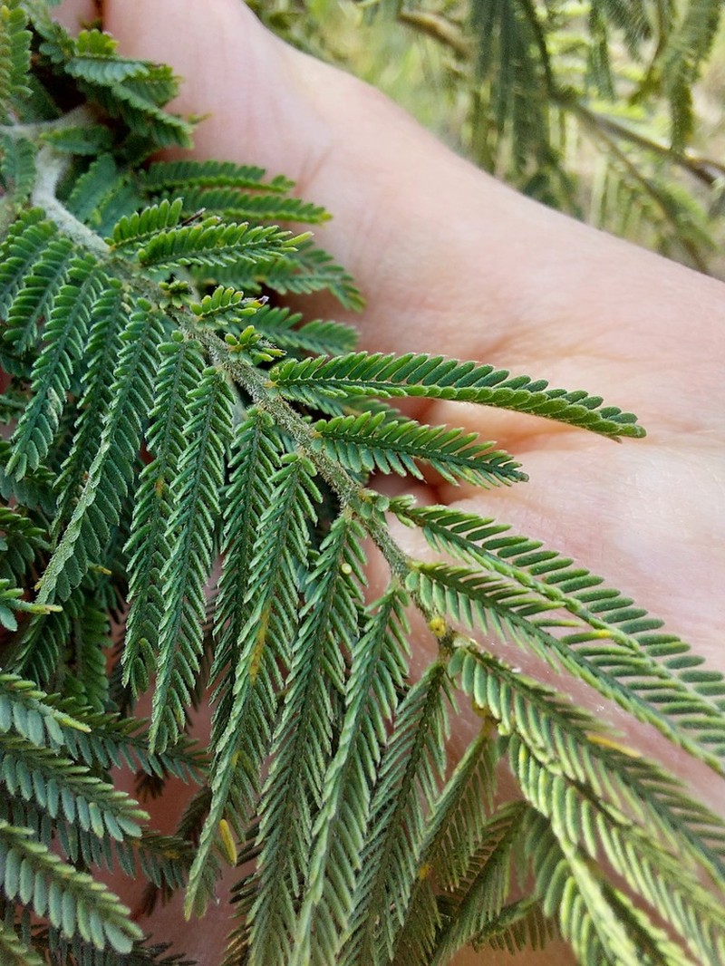 Acacia trachyphloia photo 5