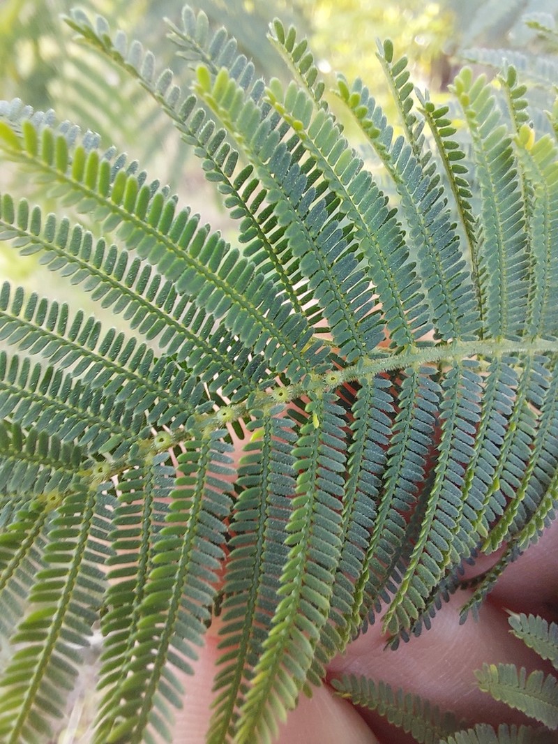 Acacia trachyphloia photo 6