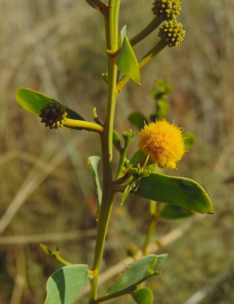 Acacia translucens photo 3