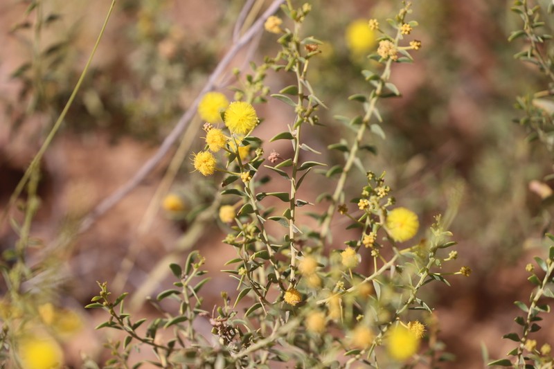 Acacia translucens photo 4