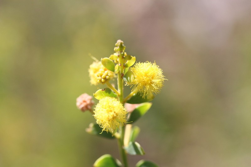 Acacia translucens photo 5