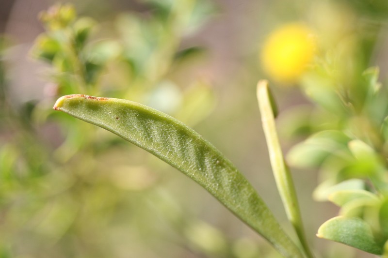 Acacia translucens photo 6