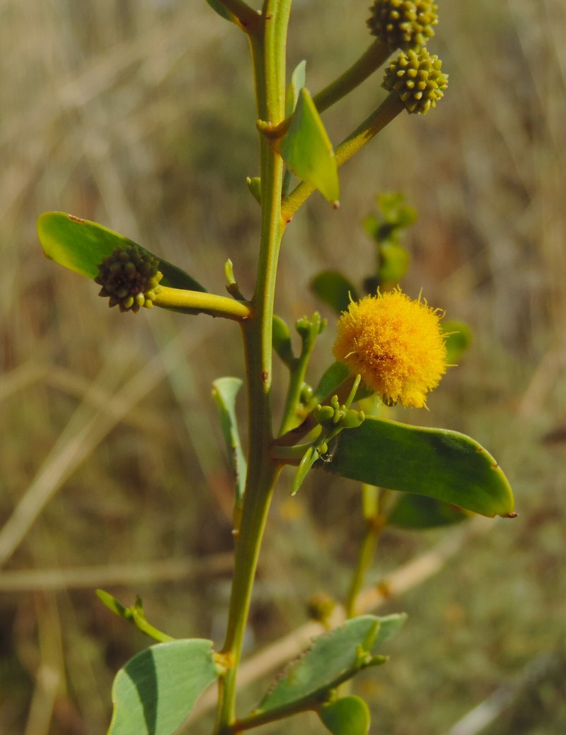 Acacia translucens photo 7