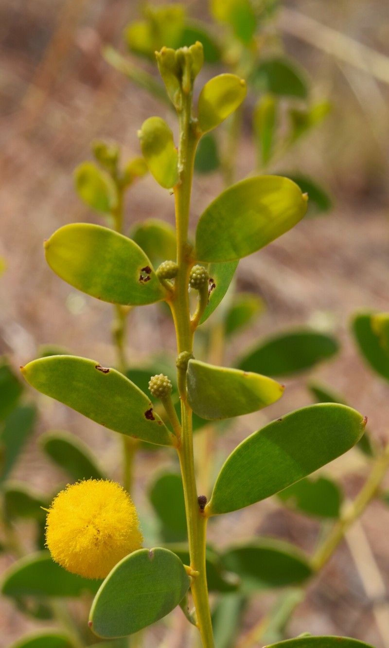 Acacia translucens photo 8