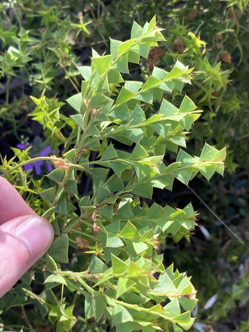 Acacia trapezoidea photo 2