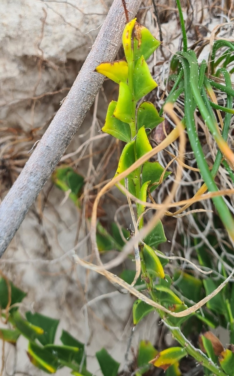 Acacia trapezoidea photo 3