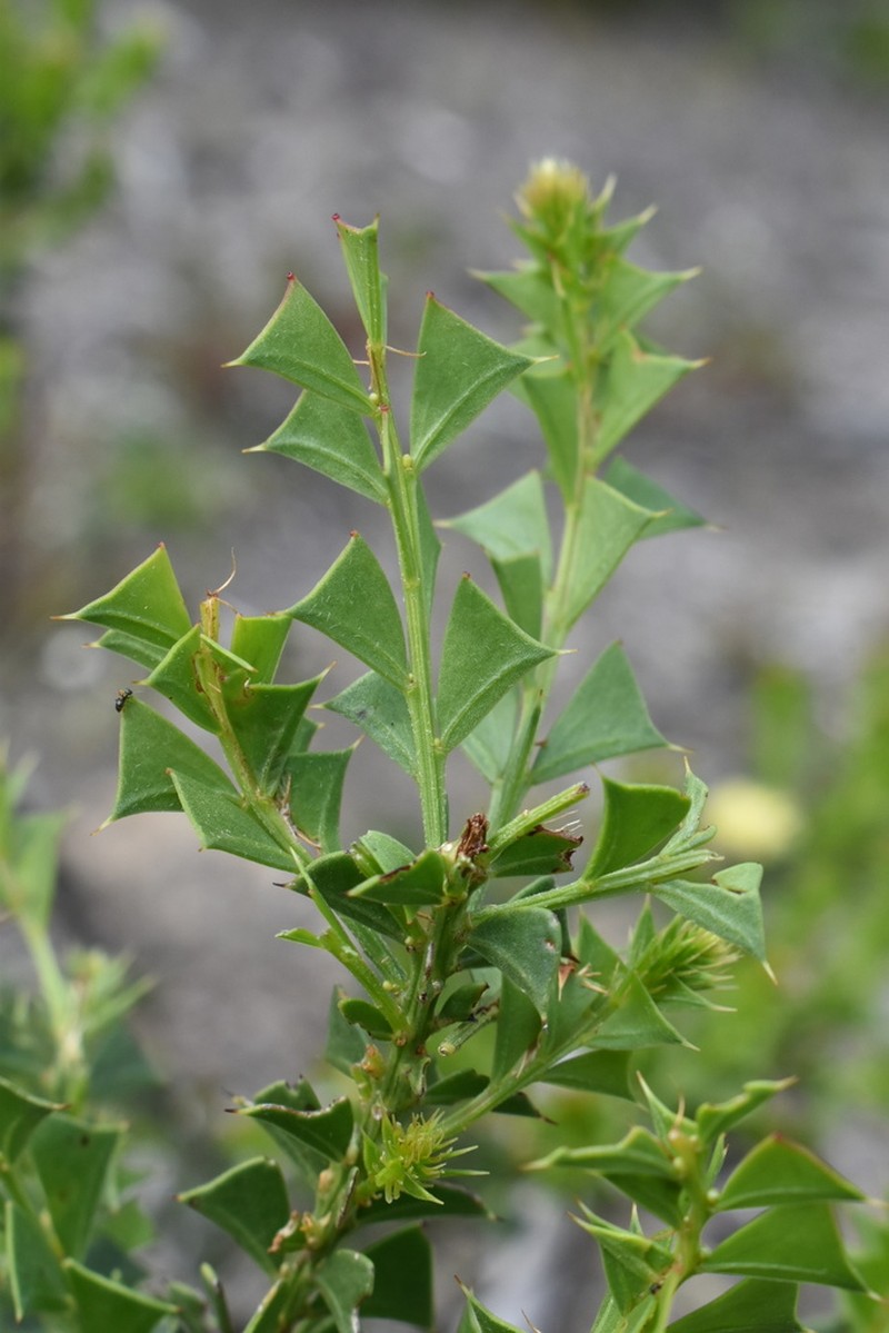 Acacia trapezoidea photo 4