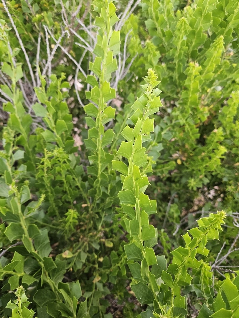 Acacia trapezoidea photo 5