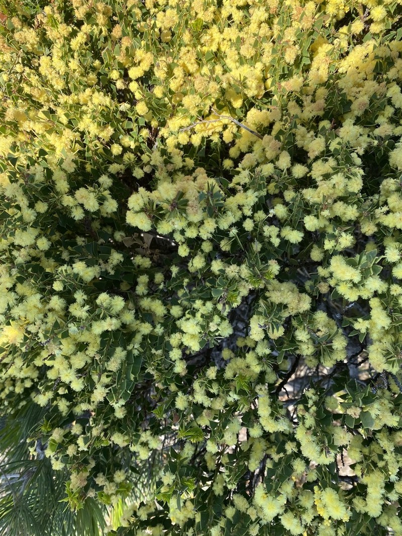 Acacia trapezoidea photo 6