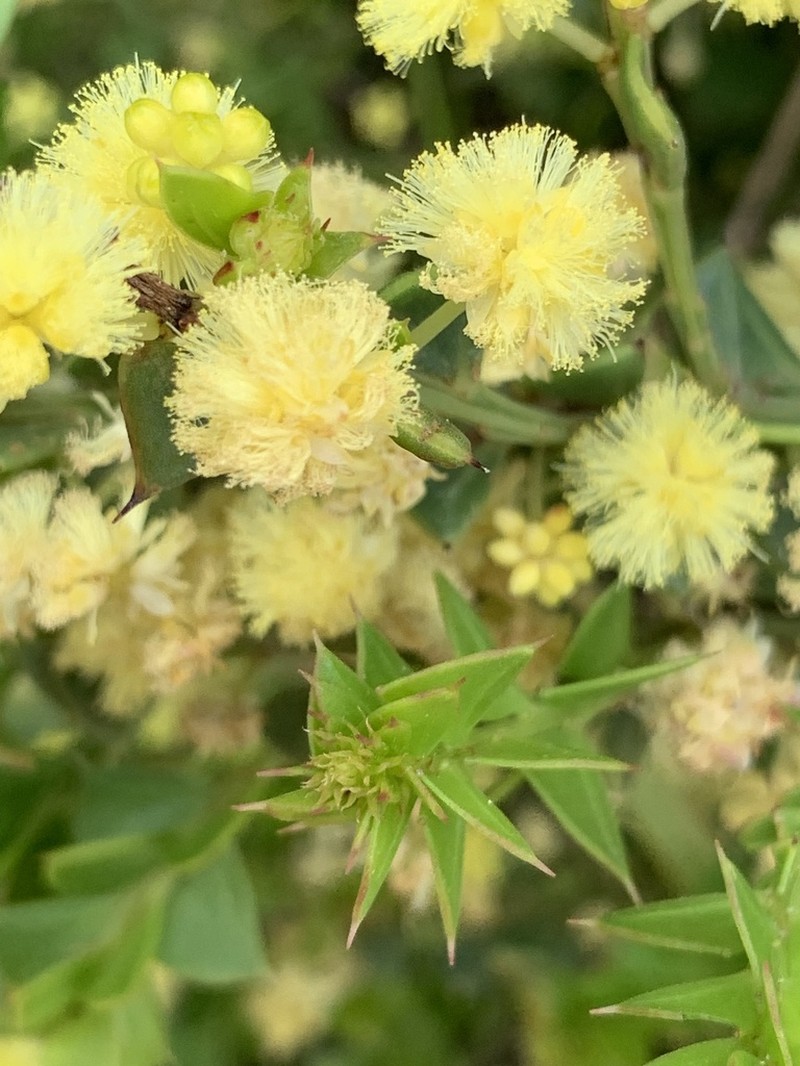 Acacia trapezoidea photo 7