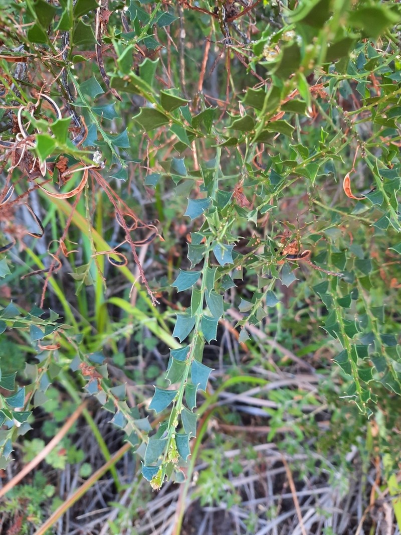 Acacia trapezoidea photo 8