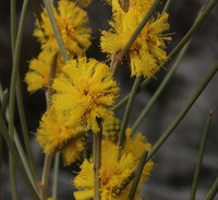 Acacia tratmaniana