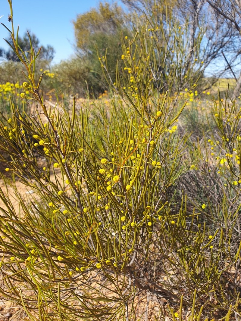 Acacia tratmaniana photo 3