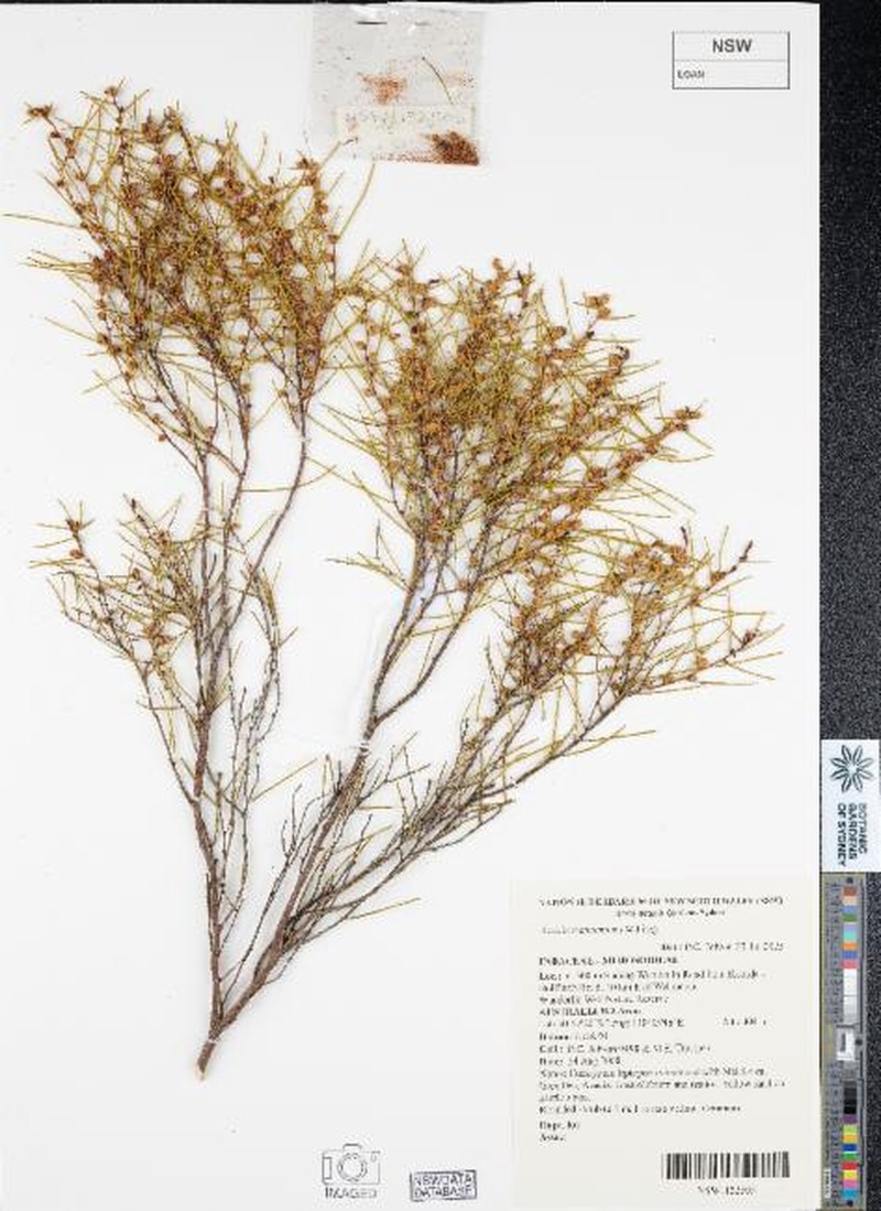 Acacia tratmaniana photo 4