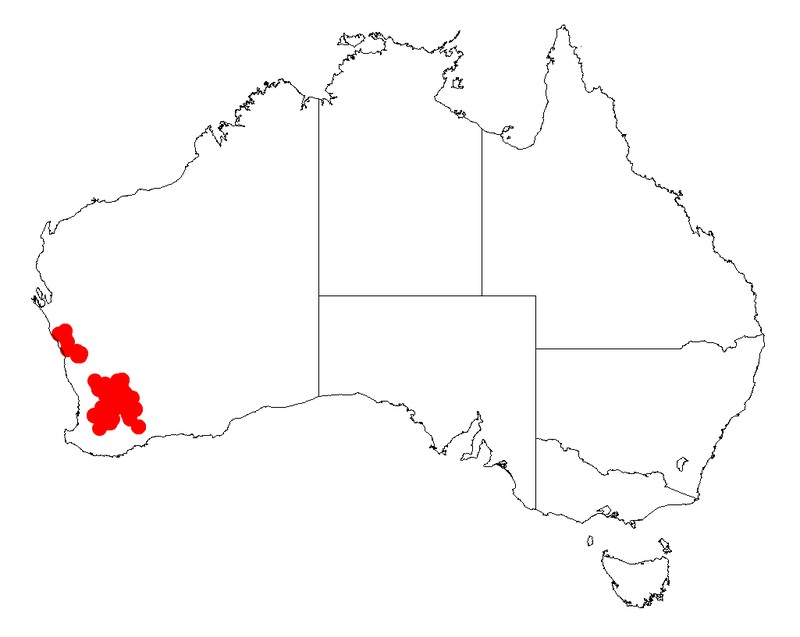 Acacia tratmaniana