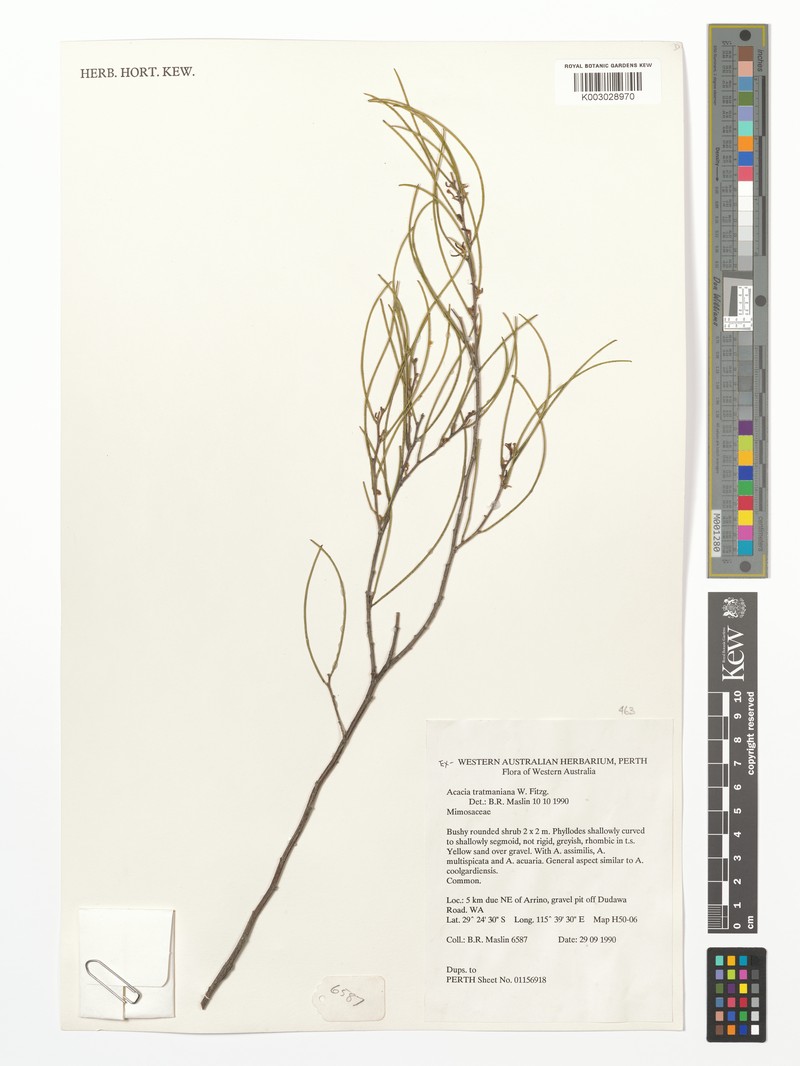Acacia tratmaniana photo 2