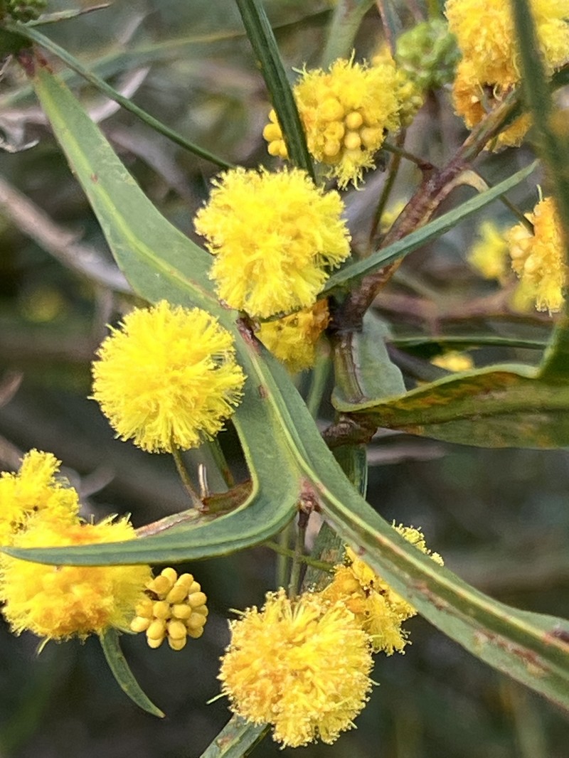 Acacia trigonophylla