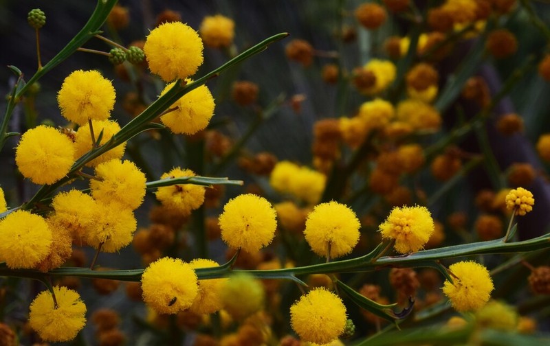 Acacia trigonophylla photo 2