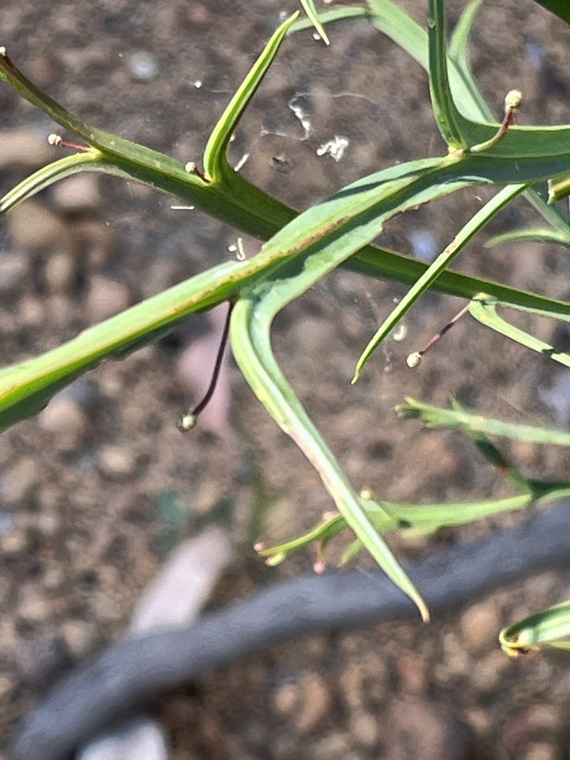 Acacia trigonophylla photo 3