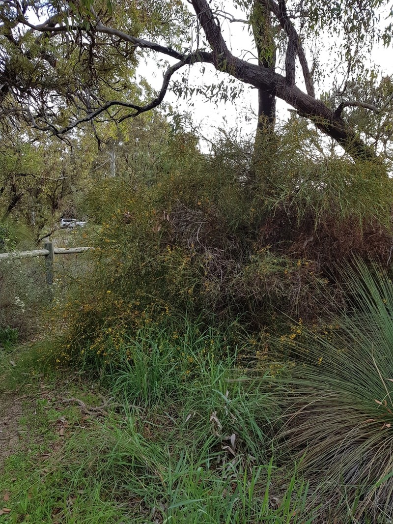 Acacia trigonophylla photo 4
