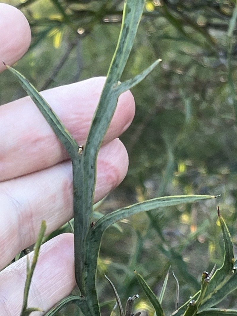 Acacia trigonophylla photo 5