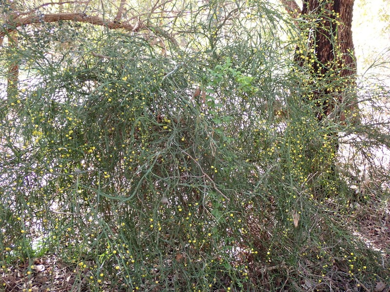 Acacia trigonophylla photo 6