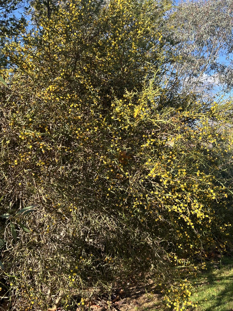 Acacia trigonophylla photo 7