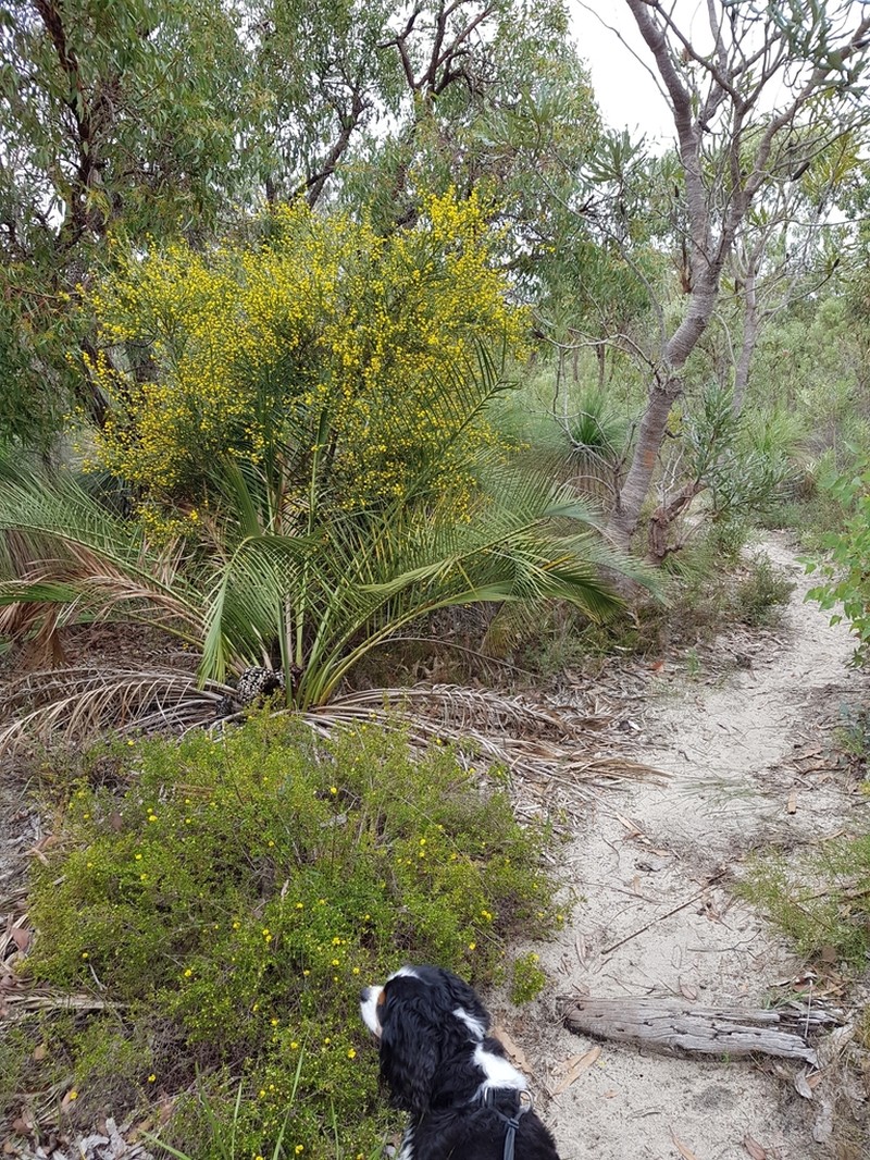 Acacia trigonophylla photo 8