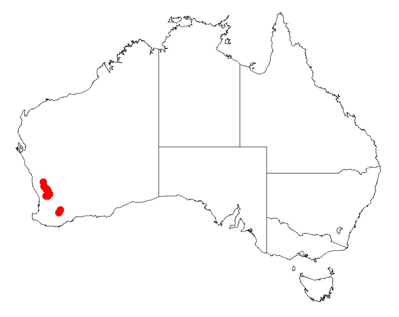 Acacia trinalis