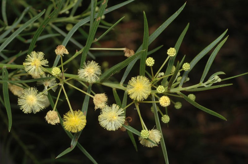 Acacia trinervata