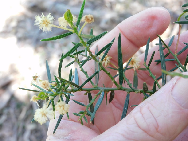 Acacia trinervata photo 2