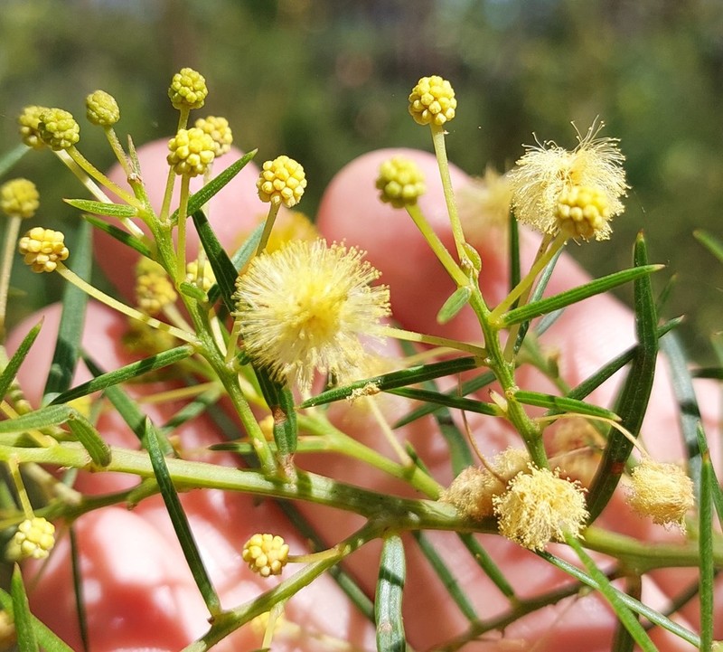 Acacia trinervata photo 3