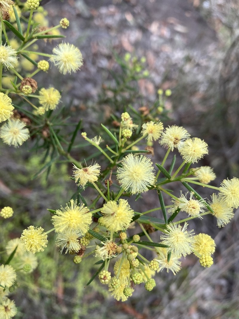 Acacia trinervata photo 4