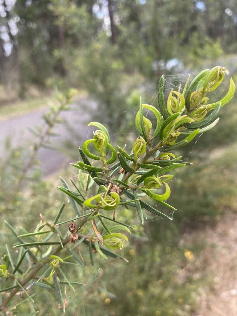 Acacia trinervata photo 5