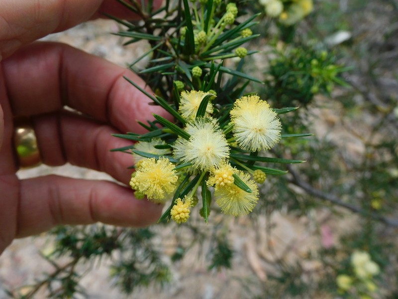 Acacia trinervata photo 6