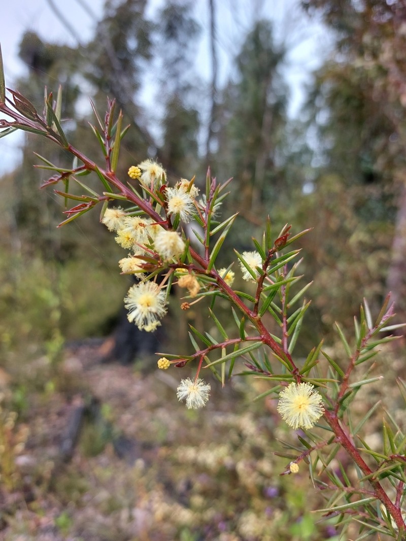 Acacia trinervata photo 7