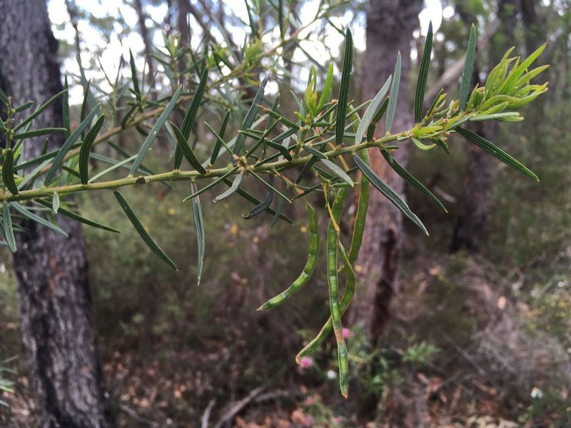 Acacia trinervata photo 8