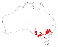 Acacia trineura