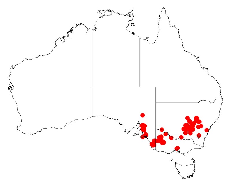 Acacia trineura