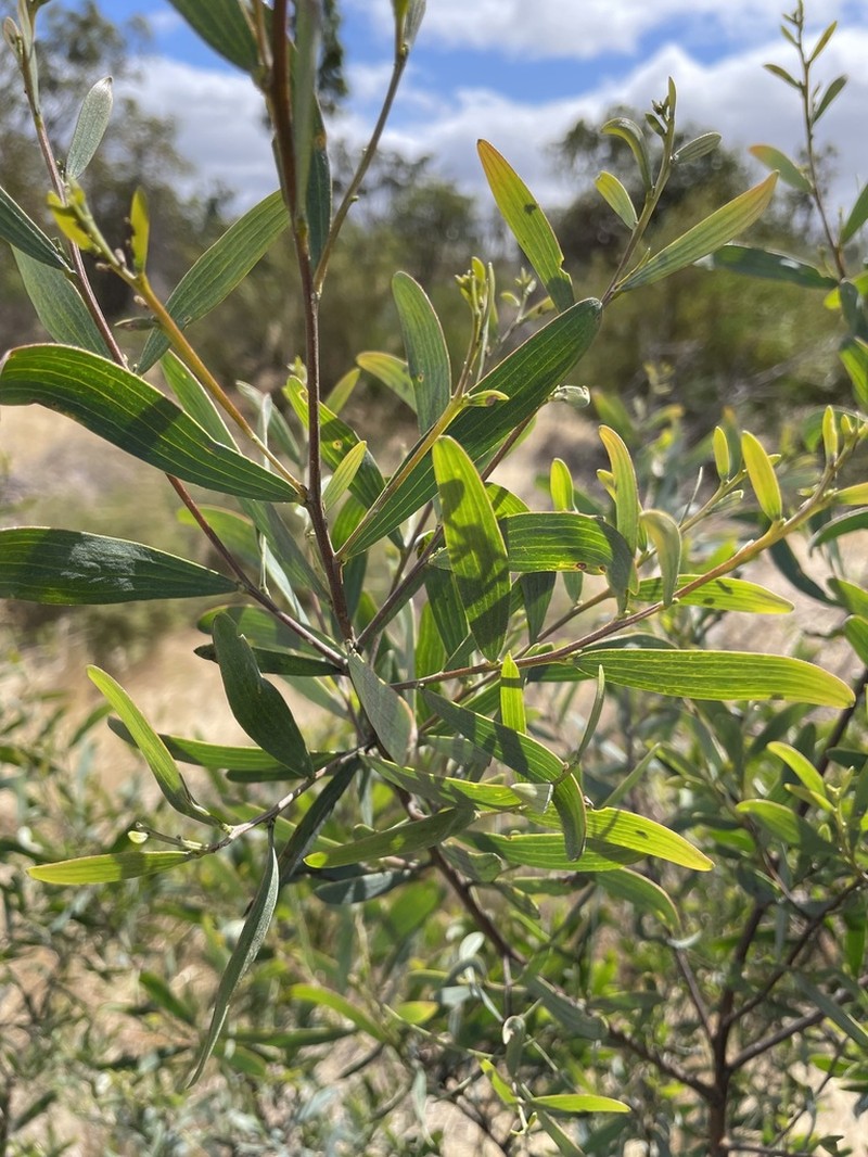 Acacia trineura photo 2